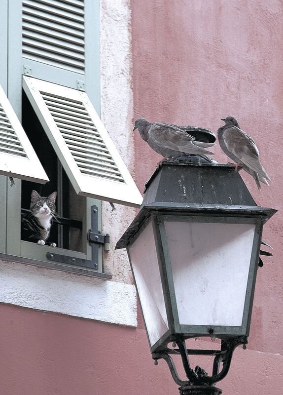 _怒火燎原：淘汰赛阶段爆冷不断，悬念迭起_，怒火燎原怎么获得