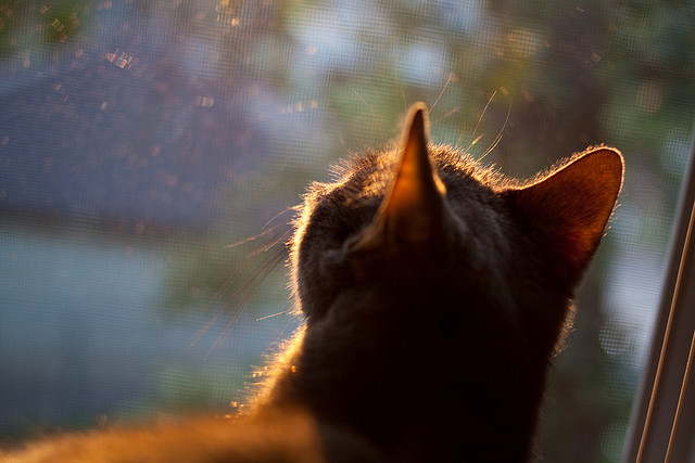 _网球教练的秘密武器:专业技巧他一一揭秘_,网球教练视频教程
