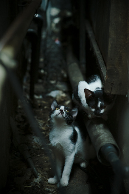 “西甲星光闪耀，比赛精彩不断”，西甲星星