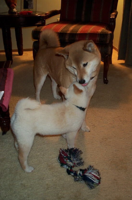 《CS_GO全球巡回大奖赛，总奖金高达千万美元》，csgo全球总决赛历届冠军