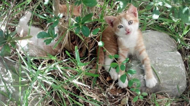 世界马拉松大满贯赛事中国跑者表现亮眼，世界马拉松大满贯冠军