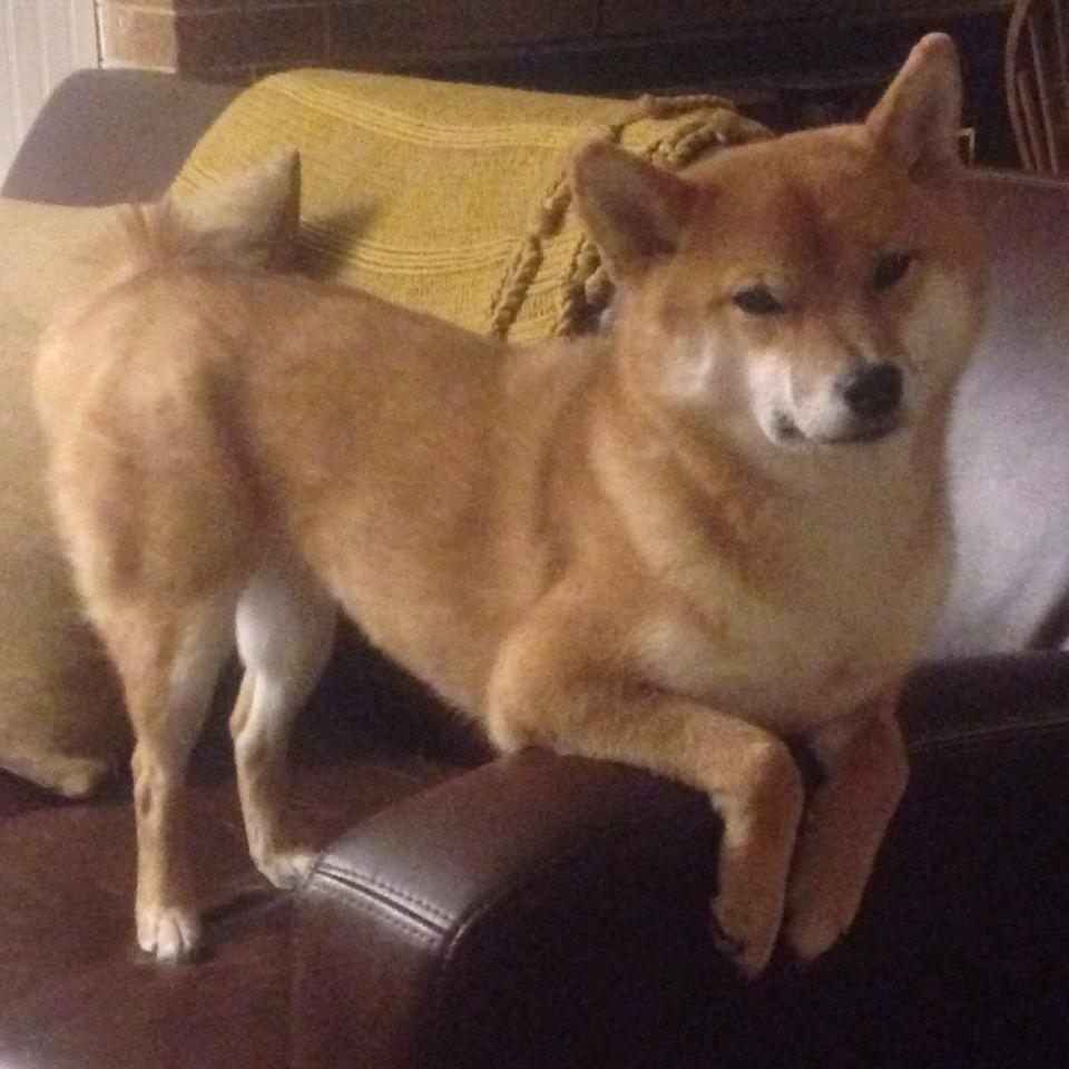 【道奇队的打击火力】全队合力轰出20+全垒打，道奇队主力