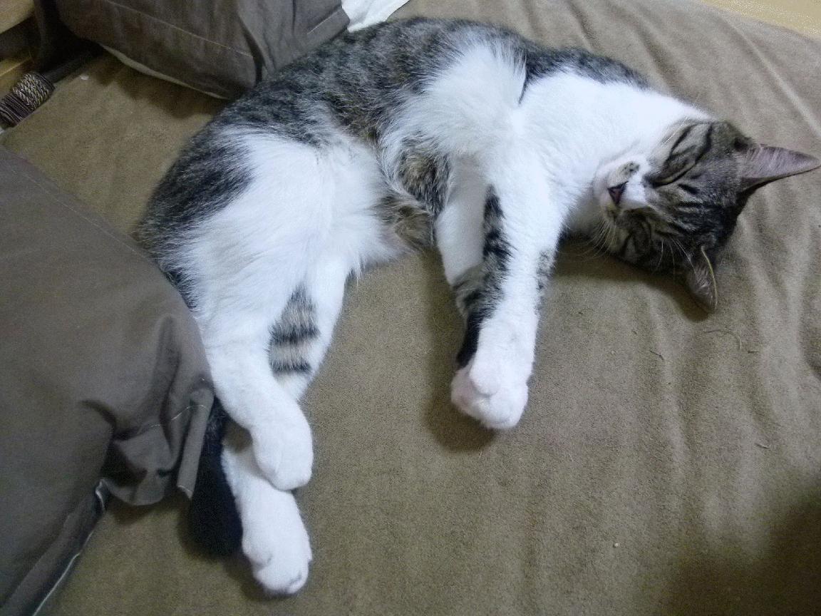 中国篮球与国际交流合作日益频繁，增强国家影响力，新华社_中国篮球与中国足球