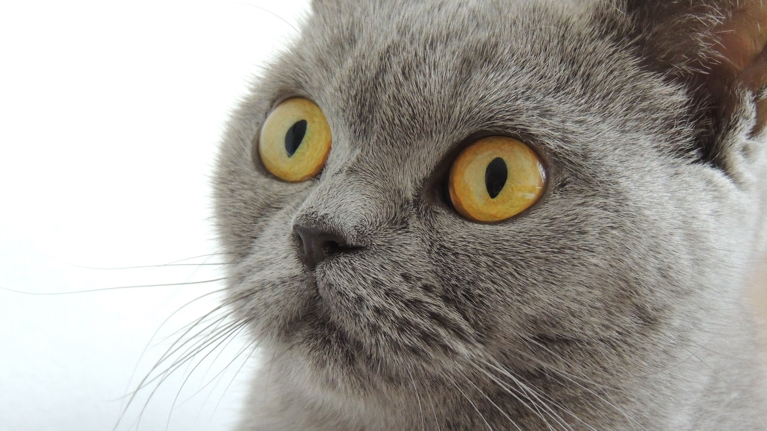 从小众到全球焦点：欧冠如何引爆世界足球热潮？，欧冠怎么样