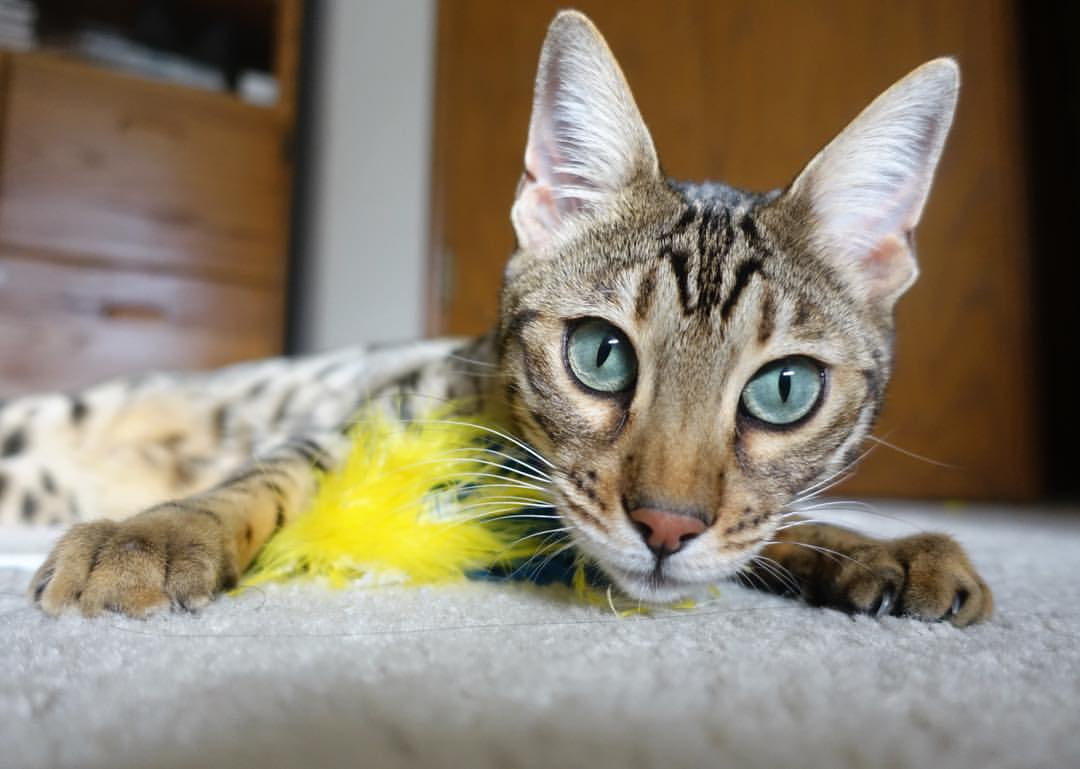 开云体育官方app-全国青少年“篮球+环保”公益赛在长春顺利举行，倡导绿色发展，青少年篮球大赛