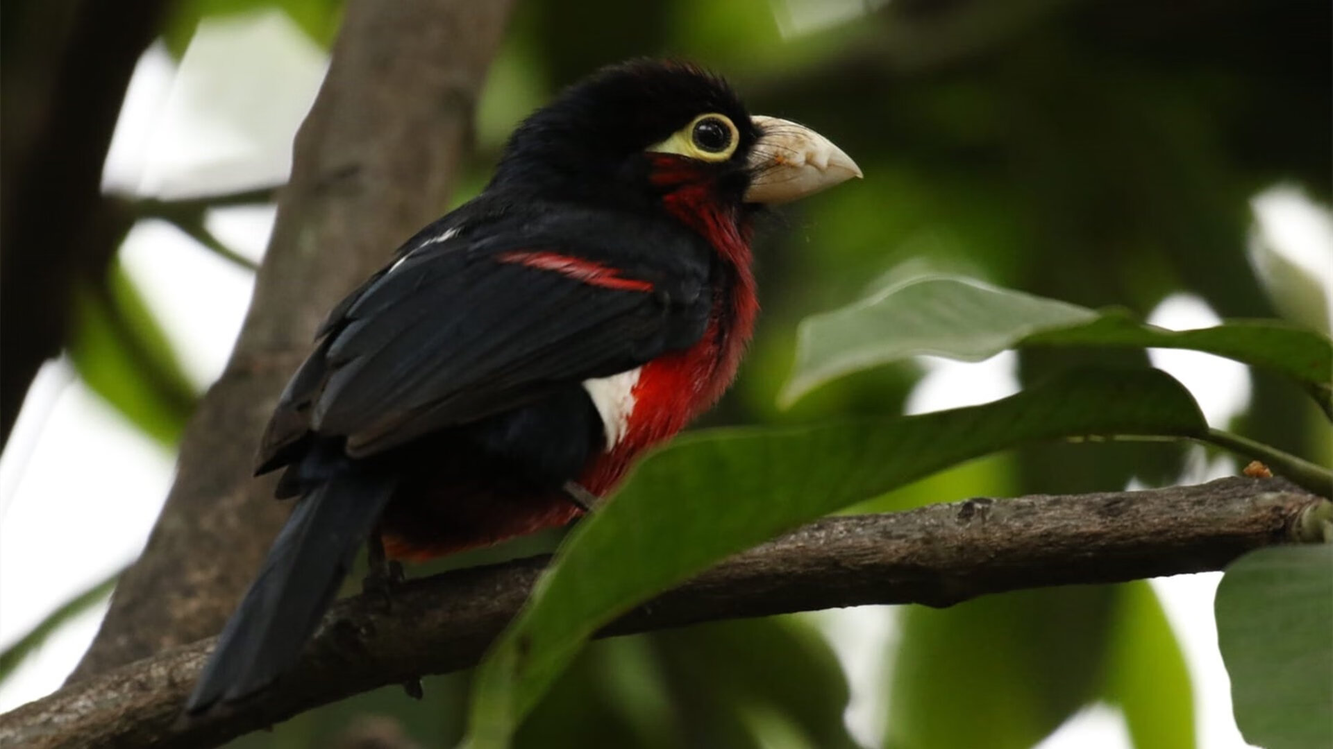 国际摔跤大奖赛中国斩获历史首金，2020国际摔跤