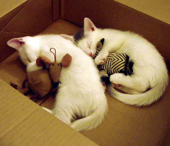 大型森林高空绳索探索，刺激十足的极限体验，高空绳索训练架