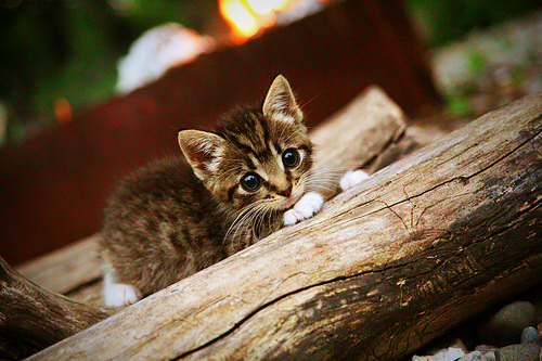 开云网页版-少女足球梦：年轻女足球员的成长之路，足球 少女