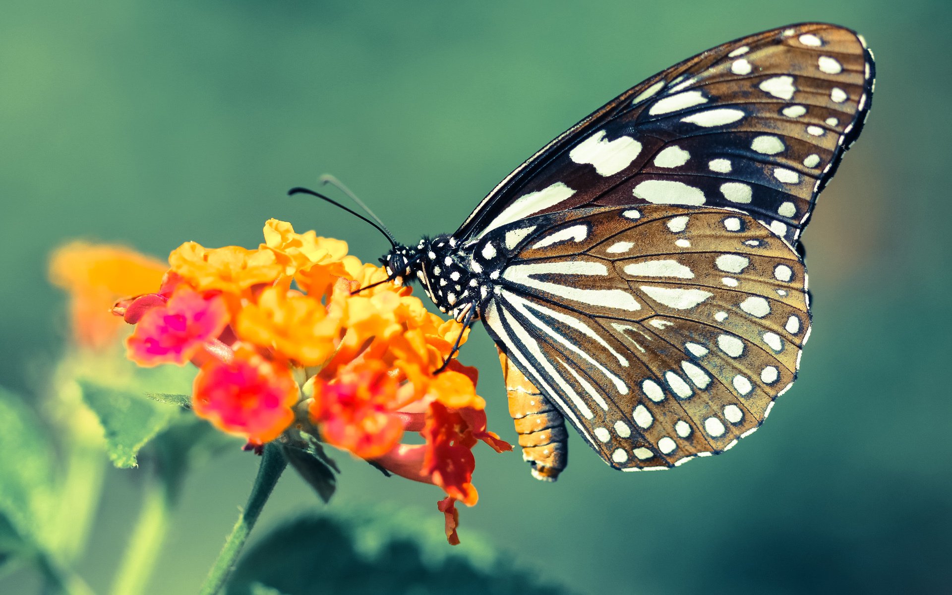 法甲胜负，球迷热议比赛过程，法甲对阵表时间表