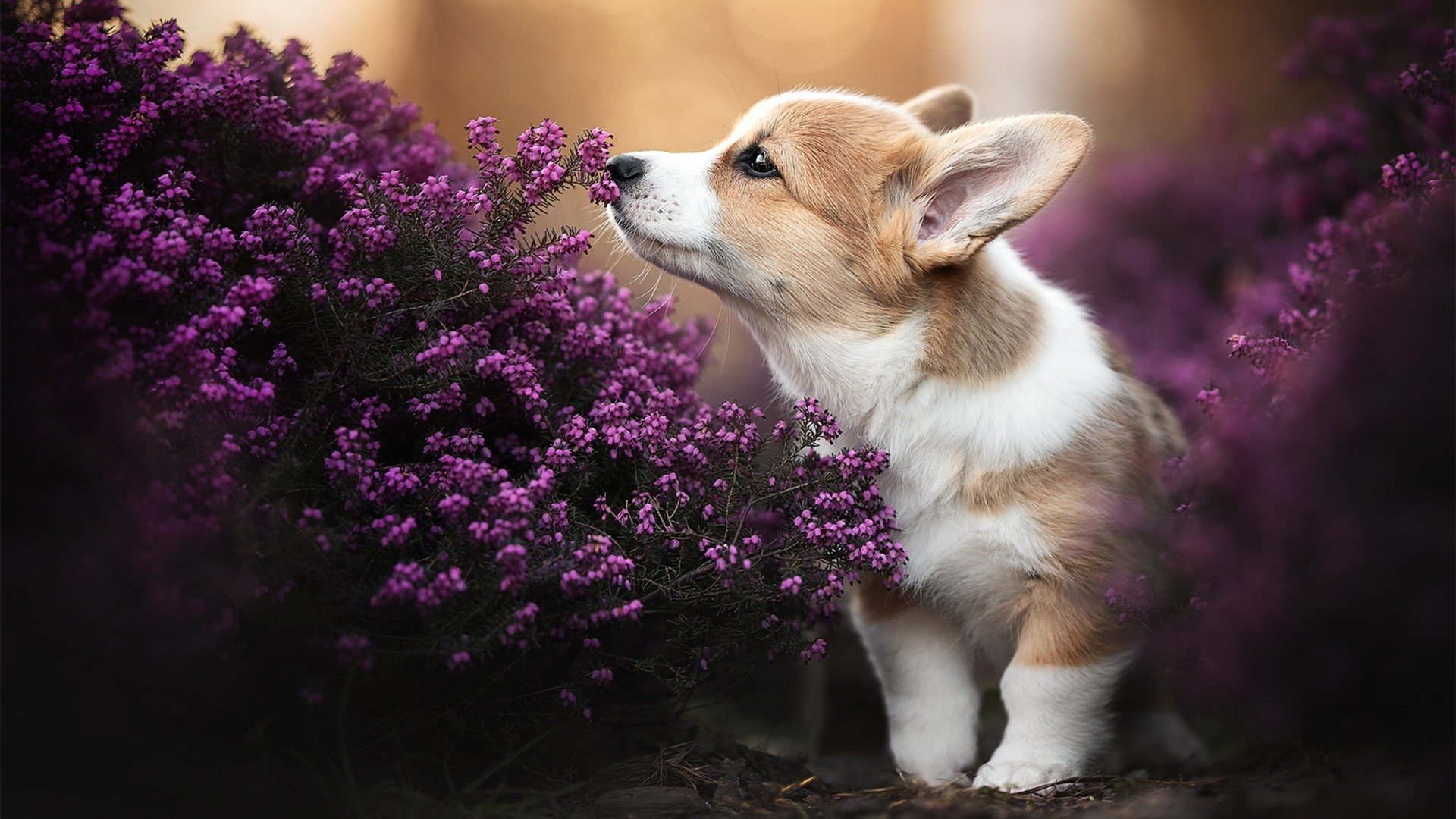 开云体育app安全下载-浙江队新帅上任，战术风格初见端倪，浙江队战绩