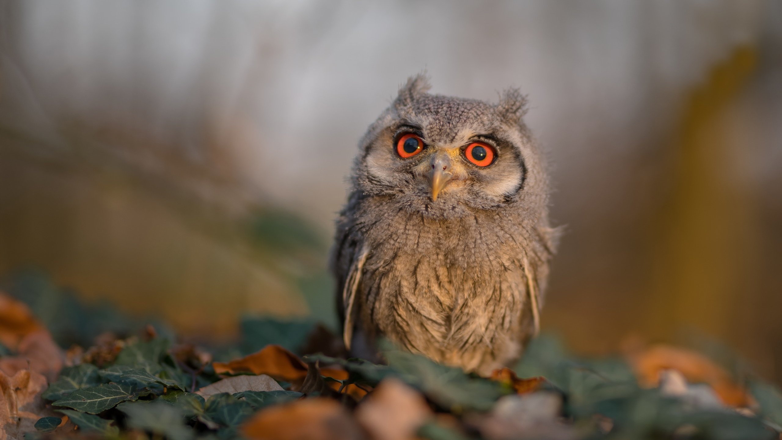 开云体育首页-足球文化文创衍生品拓展海外市场，足球文化创意秀