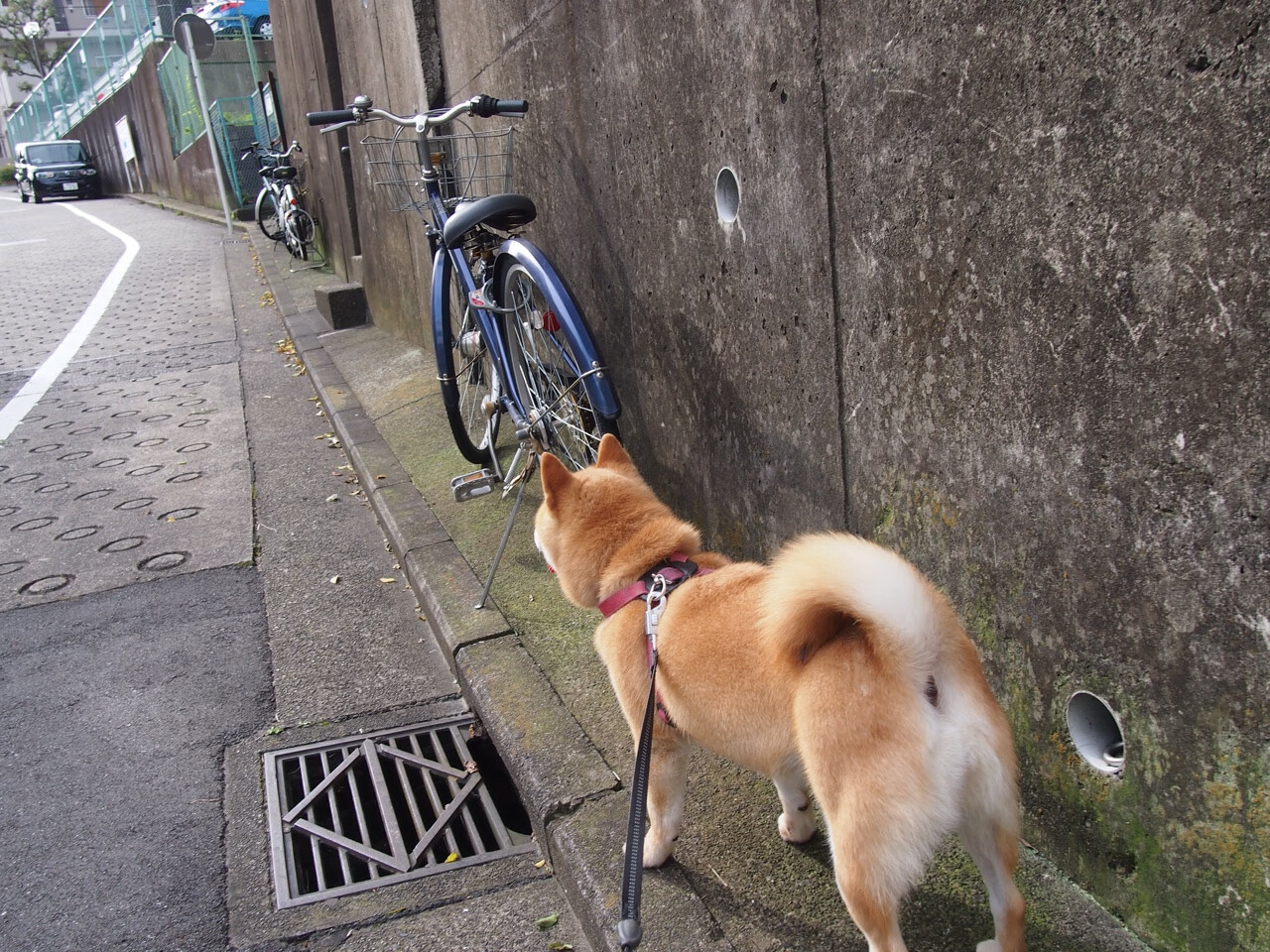马戏团运动表演融合，演绎空中飞人的精彩，马戏团动作