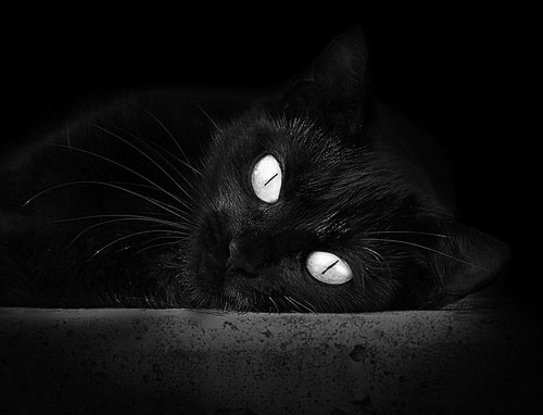 kaiyun sports-利物浦迎战布莱顿，范戴克是否能确保防线稳固？，利物浦 范戴克