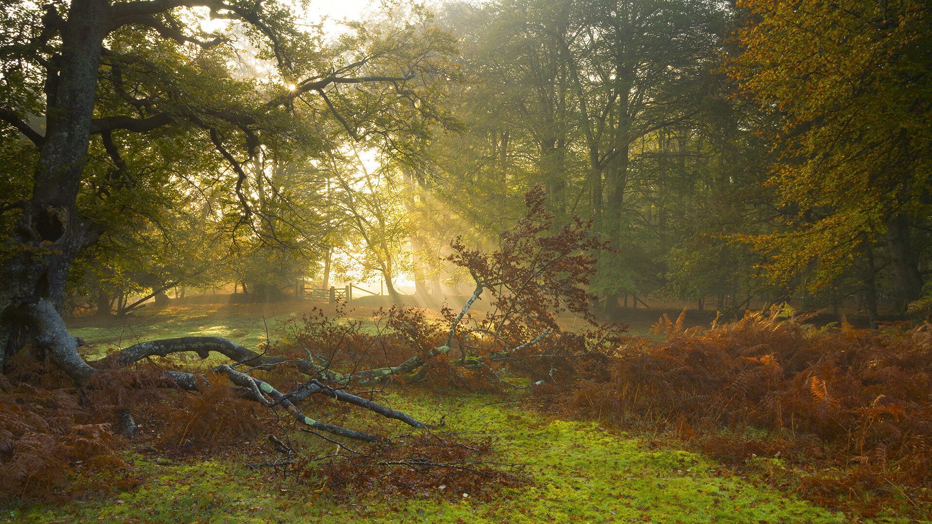 拉塞尔传承魔术师衣钵，灯泡队再度成为篮球赛场焦点，拉塞尔投篮分析