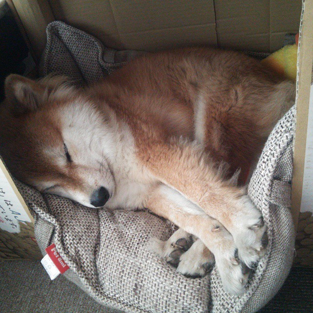 开云APP-拜仁慕尼黑主场3-0战胜沃尔夫斯堡，豪取三连胜，拜仁慕尼黑主场5-1逆转沃尔夫斯堡