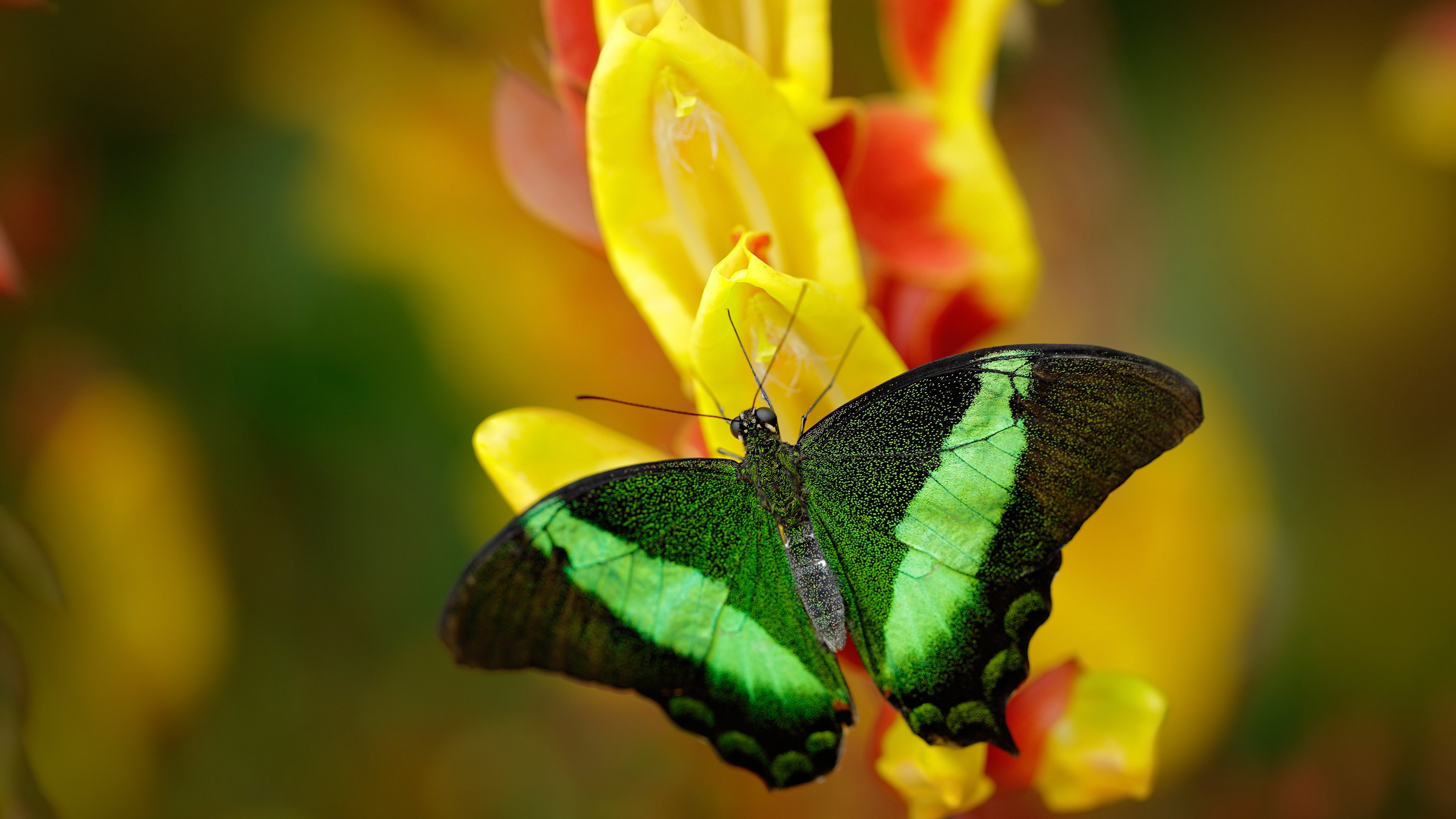 根美和埃弗顿_战胜法国劲旅，开门红，广州根美医疗科技有限公司