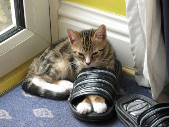 亚特兰大快攻效率惊人掀翻传统豪门,亚特兰大进攻太强了